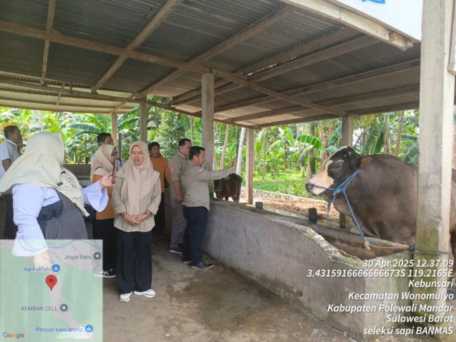 
					Bantuan Sapi Kurban dari Presiden Disalurkan ke Sulbar, DTPHP: Siap Tiba Sebelum Iduladha