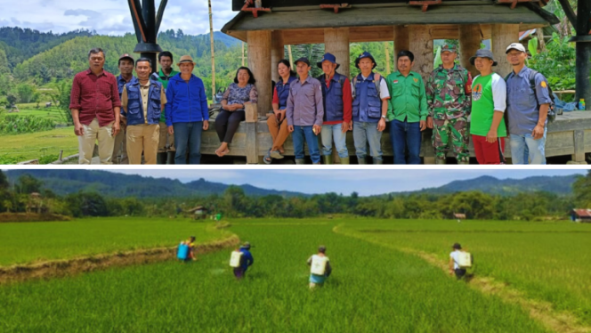 
					UPTD BPTPH Dinas TPHP Sulbar Laksanakan Gerdal OPT (Organisme Pengganggu Tanaman) pada Lokasi Pertanaman Padi di Mamasa