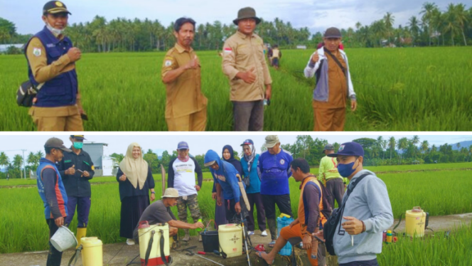 
					UPTD BPTPH Dinas TPHP Sulbar Laksanakan Gerdal OPT Wereng Hijau pada Lokasi Pertanaman Padi di Polman