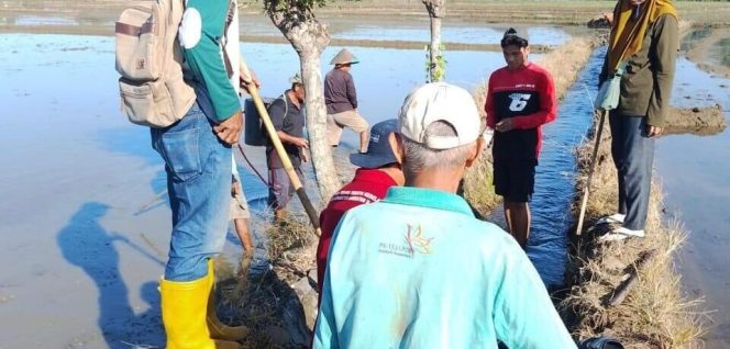 
					Demi Meningkatkan Ketahanan Pangan di Sulbar, DTPHP Lakukan Gerdal OPT Tikus
