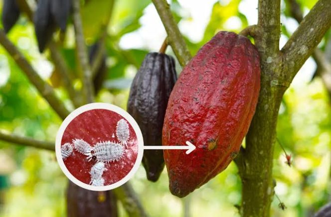 
					Disbun Sulbar Imbau Waspada Terhadap Virus CSSV yang menyerang Kakao.